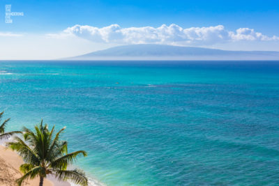 Aerial Maui Hawaii. Above palm tree and beach