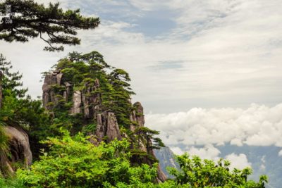 Yellow Mountains Trees