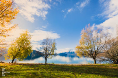 Fine Art Photography Print. Golden autumn leaves by the Lake. Lake Wanaka, New Zealand. Beautiful yellow Autumn leaves by the lake in Wanaka