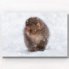 Baby snow monkey in the snow during a snow storm in Jigokudani Monkey Park Japan