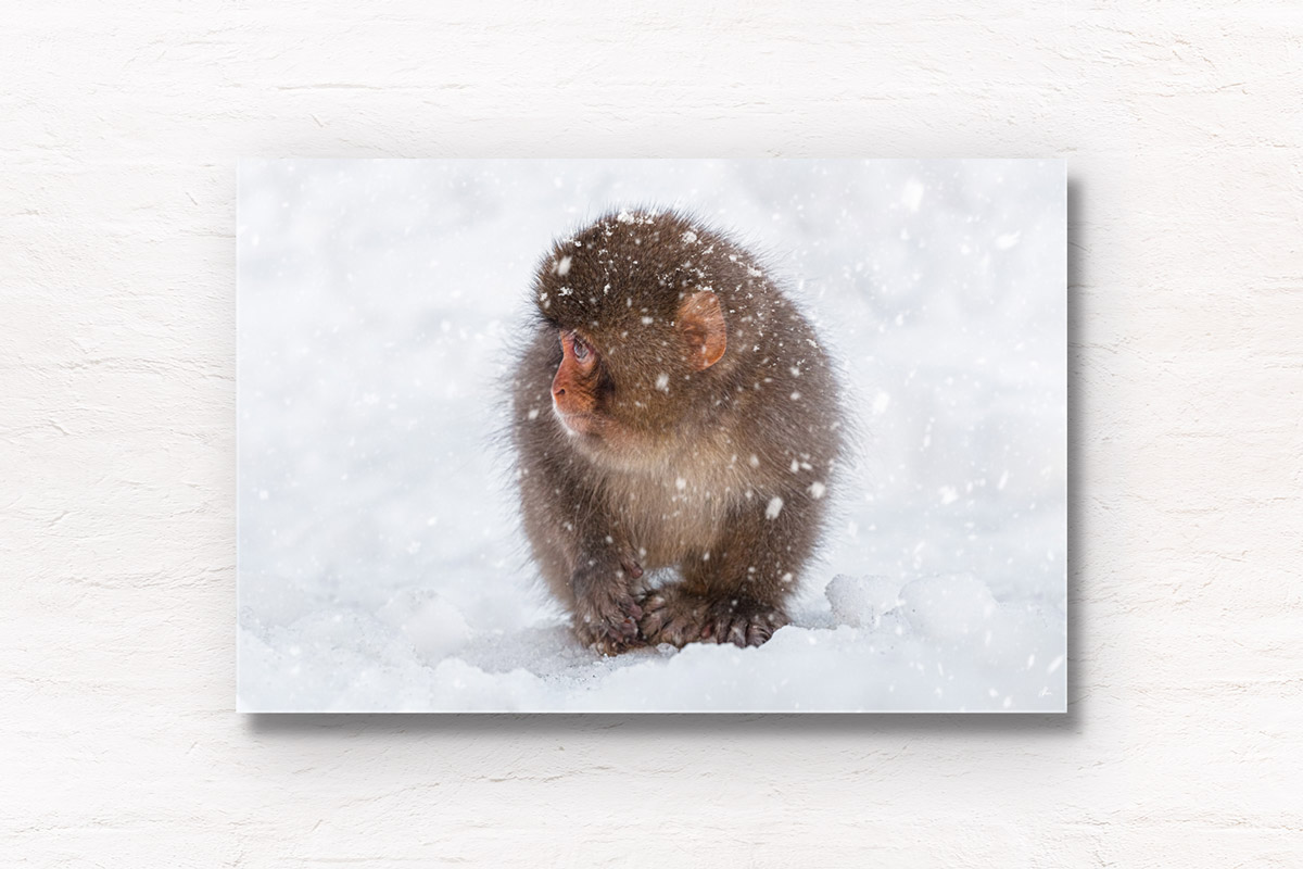 Baby snow monkey in the snow during a snow storm in Jigokudani Monkey Park Japan
