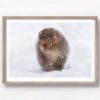 Baby snow monkey in the snow during a snow storm in Jigokudani Monkey Park Japan
