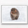Baby snow monkey in the snow during a snow storm in Jigokudani Monkey Park Japan