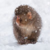 Baby snow monkey in the snow during a snow storm in Jigokudani Monkey Park Japan