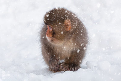 Baby snow monkey in the snow during a snow storm in Jigokudani Monkey Park Japan