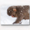 Baby snow monkey walking in the snow during a snow storm in Jigokudani Monkey Park Japan