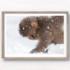 Baby snow monkey walking in the snow during a snow storm in Jigokudani Monkey Park Japan