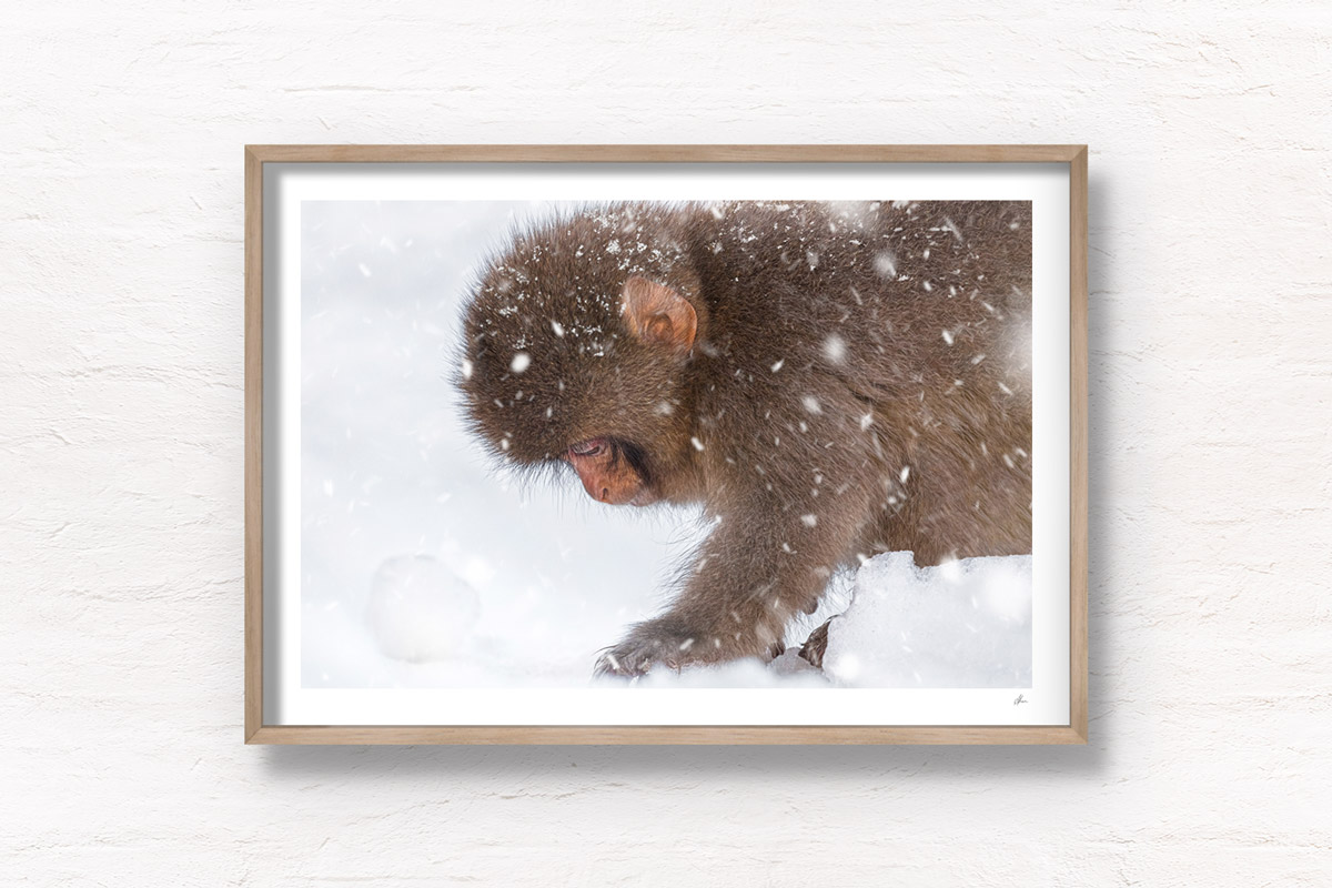 Baby snow monkey walking in the snow during a snow storm in Jigokudani Monkey Park Japan