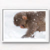 Baby snow monkey walking in the snow during a snow storm in Jigokudani Monkey Park Japan