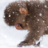 Baby snow monkey walking in the snow during a snow storm in Jigokudani Monkey Park Japan