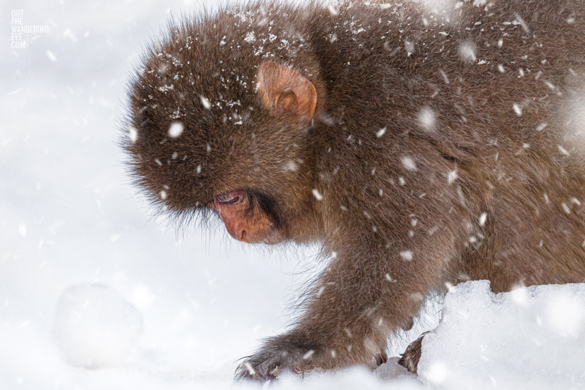 Baby snow monkey walking in the snow during a snow storm in Jigokudani Monkey Park Japan