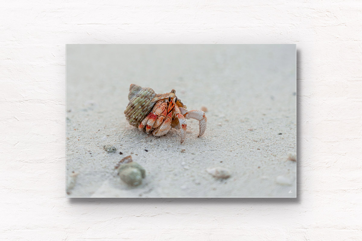 Sea crustacean. Hermit crab using a shell as its shelter and home on the beach at the Maldives.