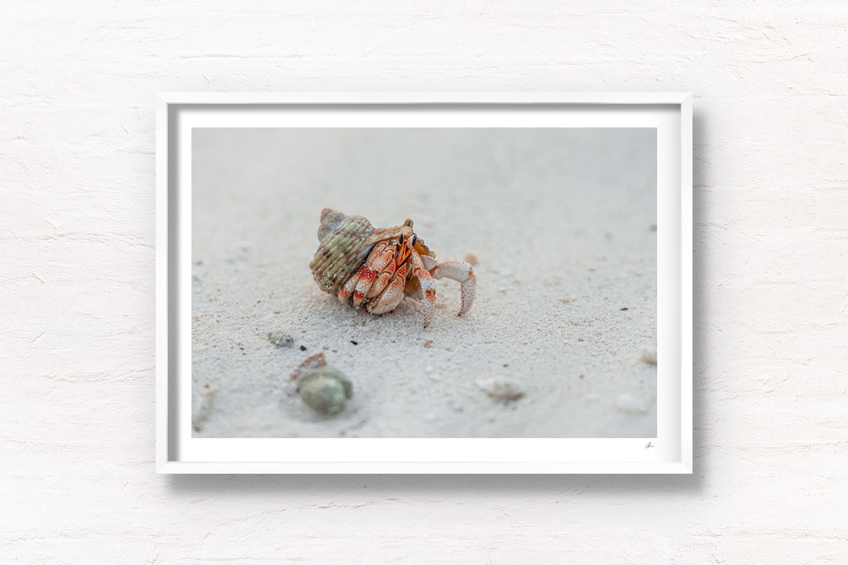 Sea crustacean. Hermit crab using a shell as its shelter and home on the beach at the Maldives.