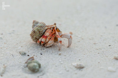 Sea crustacean. Hermit crab using a shell as its shelter and home on the beach at the Maldives.