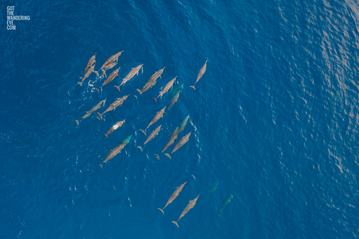 Dolphin Pod Aerial View Ocean