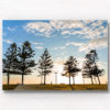 Fine Art Photography Print. Sunrise silhouettes of pine trees and man walking along Maroubra Beach