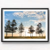 Fine Art Photography Print. Sunrise silhouettes of pine trees and man walking along Maroubra Beach