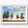 Fine Art Photography Print. Sunrise silhouettes of pine trees and man walking along Maroubra Beach