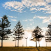 Fine Art Photography Print. Sunrise silhouettes of pine trees and man walking along Maroubra Beach