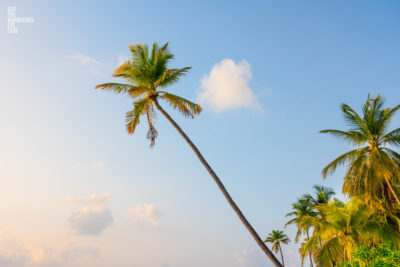 Tropical Palm Trees. Palm tree swaying in the wind illuminated via the late afternoon, golden sunset in the Maldives.