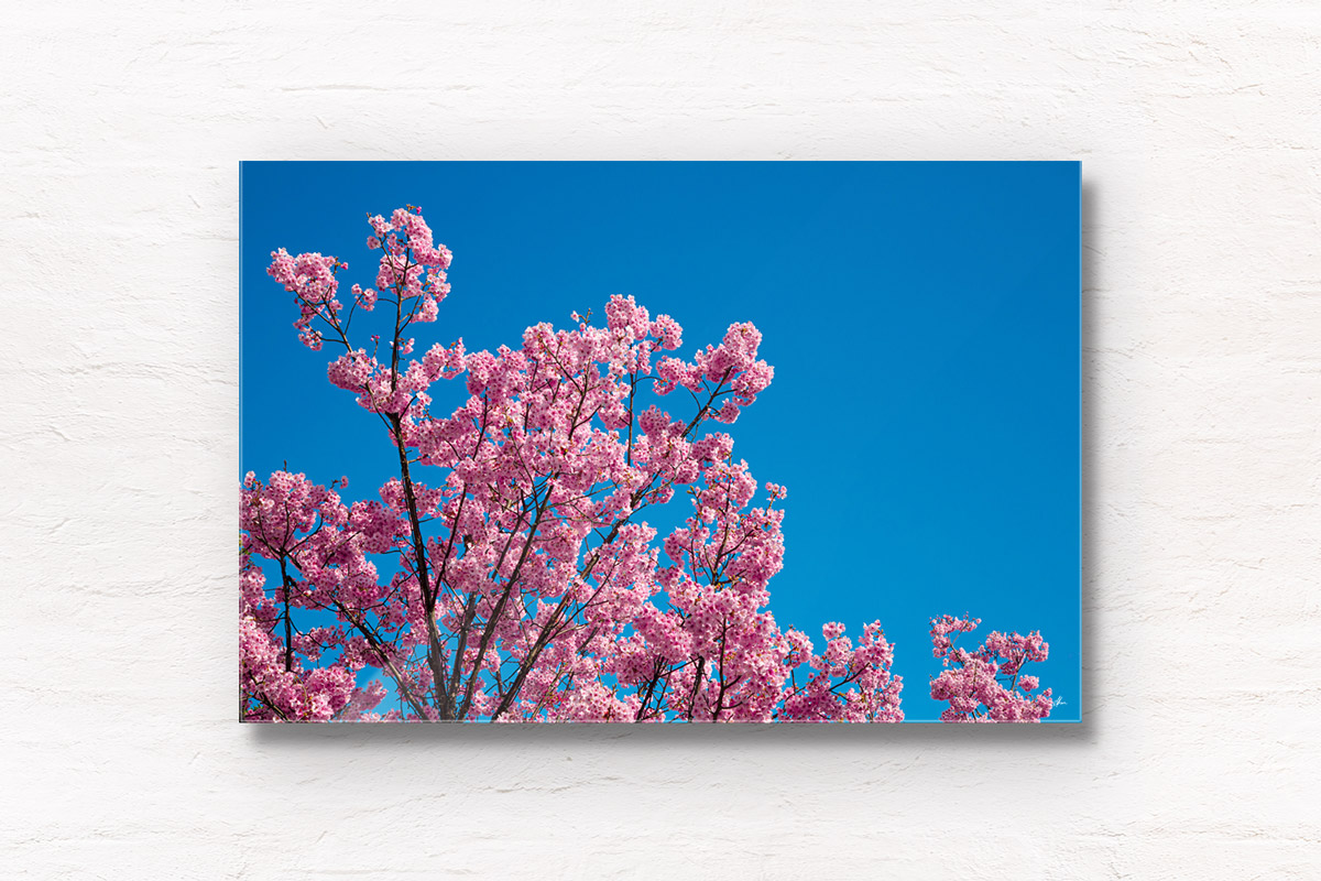 Fine Art Photography Print. Beautiful pink Sakura (cherry blossom) during Spring in Japan