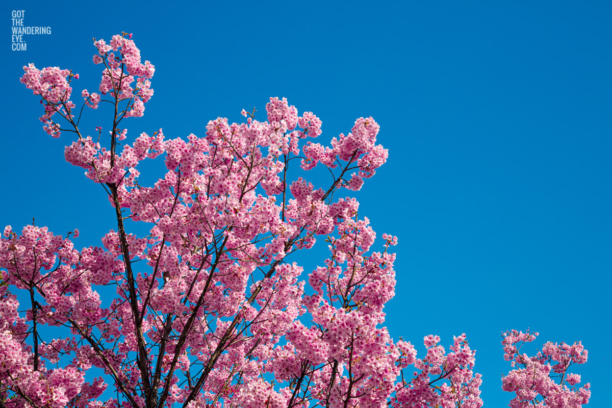 Fine Art Photography Print. Beautiful pink Sakura (cherry blossom) during Spring in Japan