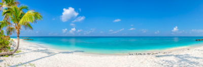 Panoramic vista of beautiful palm tree lined, white sand tropical beach in the Maldives
