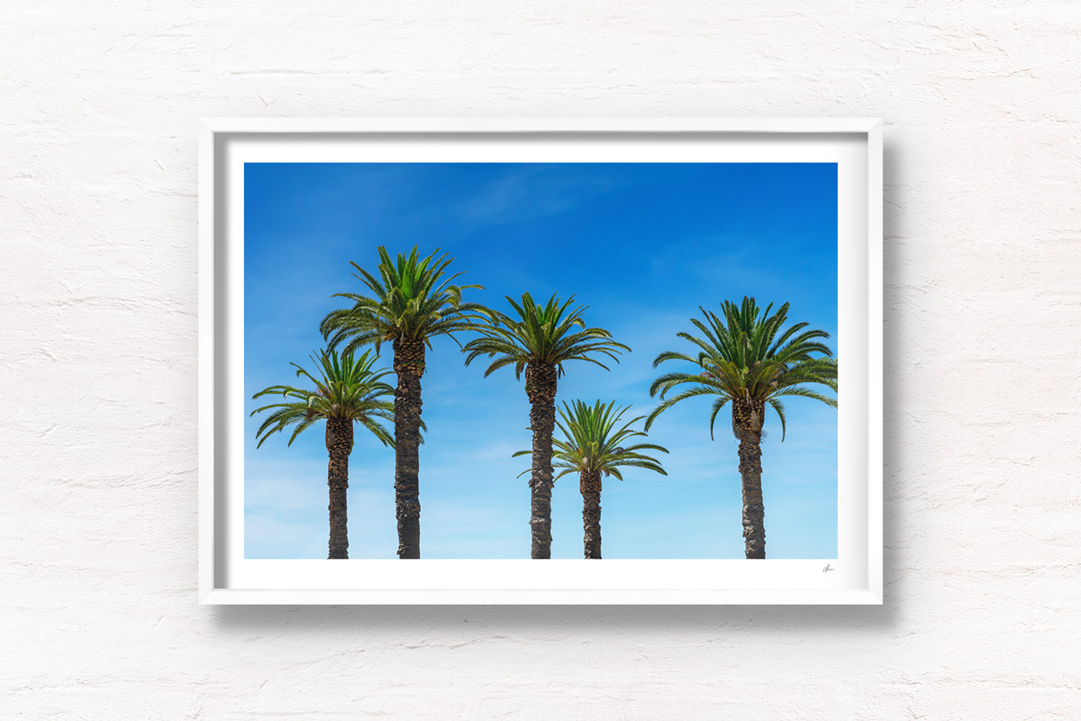 Balmoral Beach Palm Trees during Summer