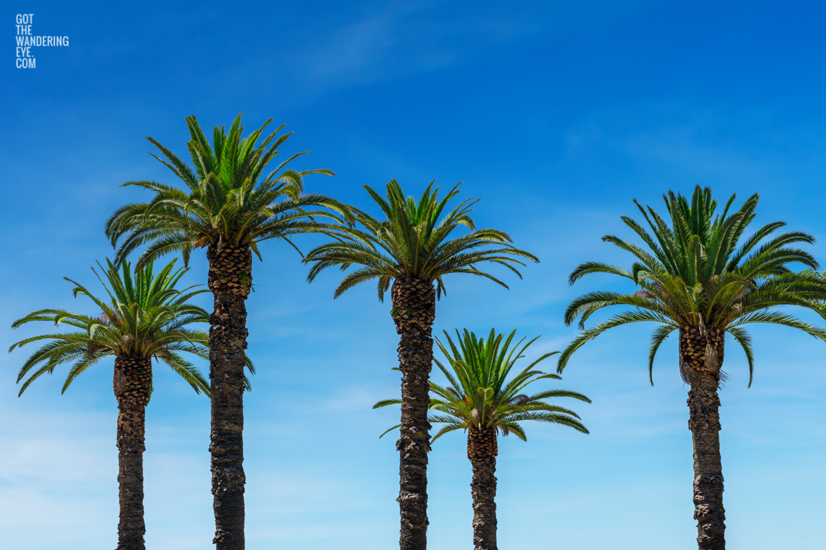 Balmoral Beach Palm Trees during Summer