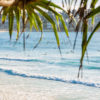 Looking through tropical palms through to North Bondi. Bondi Beach Surfers