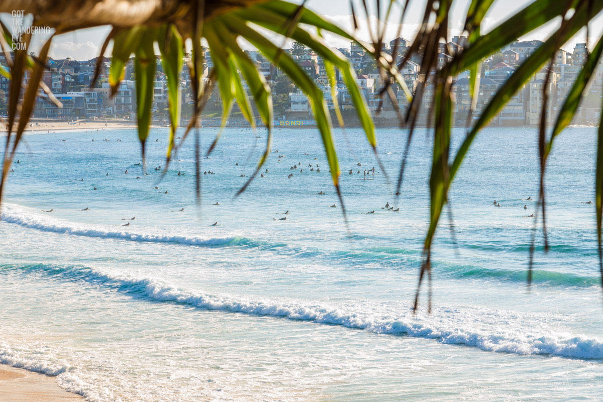 Looking through tropical palms through to North Bondi. Bondi Beach Surfers