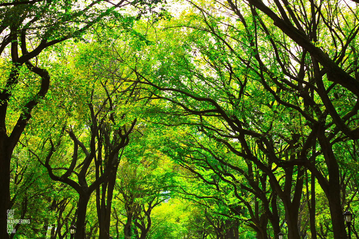 American elm trees of Central Park forming a promenade in the Mall