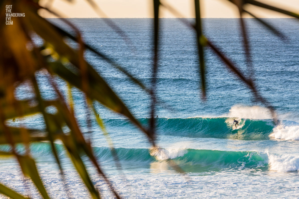 Tropical vibes and 4 foot waves for surfer at Bondi Beach, Australia