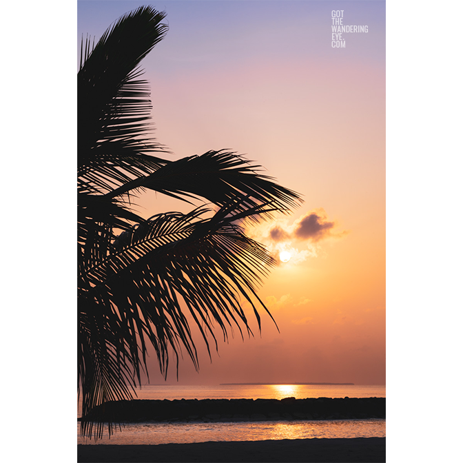 Sunrise over the Maldives with silhouette of palm tree