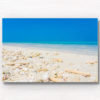 Sea shells by the sea shore on a crystal clear blue sky day in the Maldives