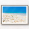 Sea shells by the sea shore on a crystal clear blue sky day in the Maldives