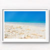 Sea shells by the sea shore on a crystal clear blue sky day in the Maldives