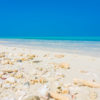 Sea shells by the sea shore on a crystal clear blue sky day in the Maldives
