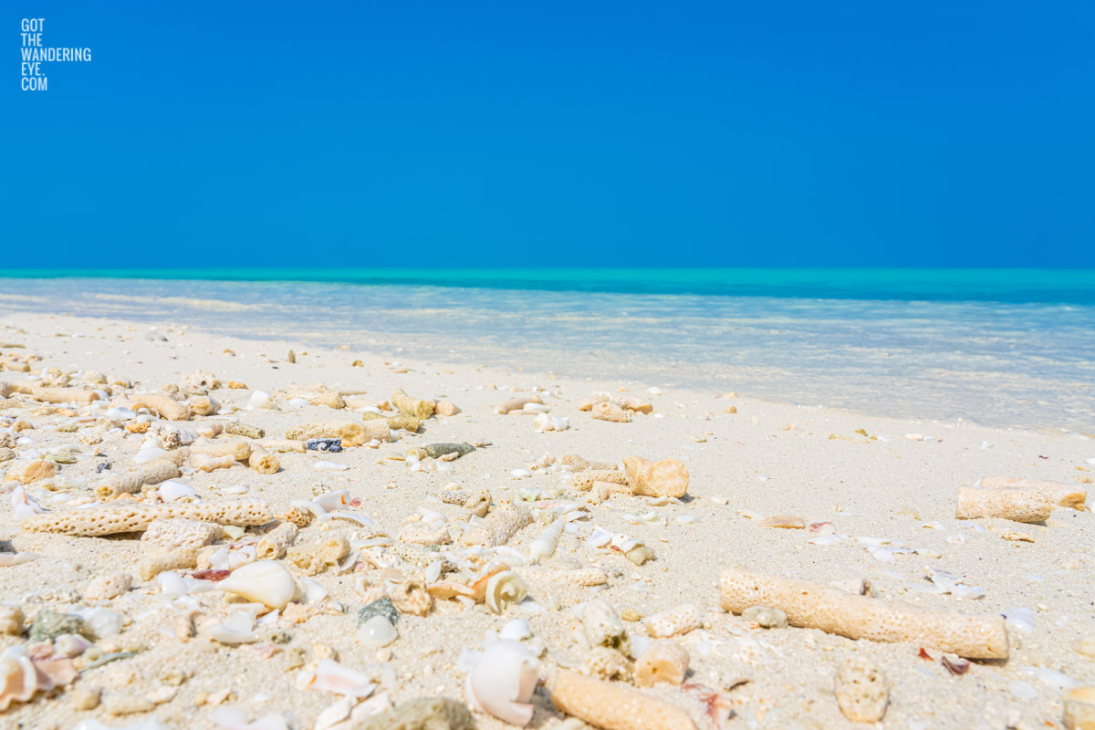 Sea shells by the sea shore on a crystal clear blue sky day in the Maldives