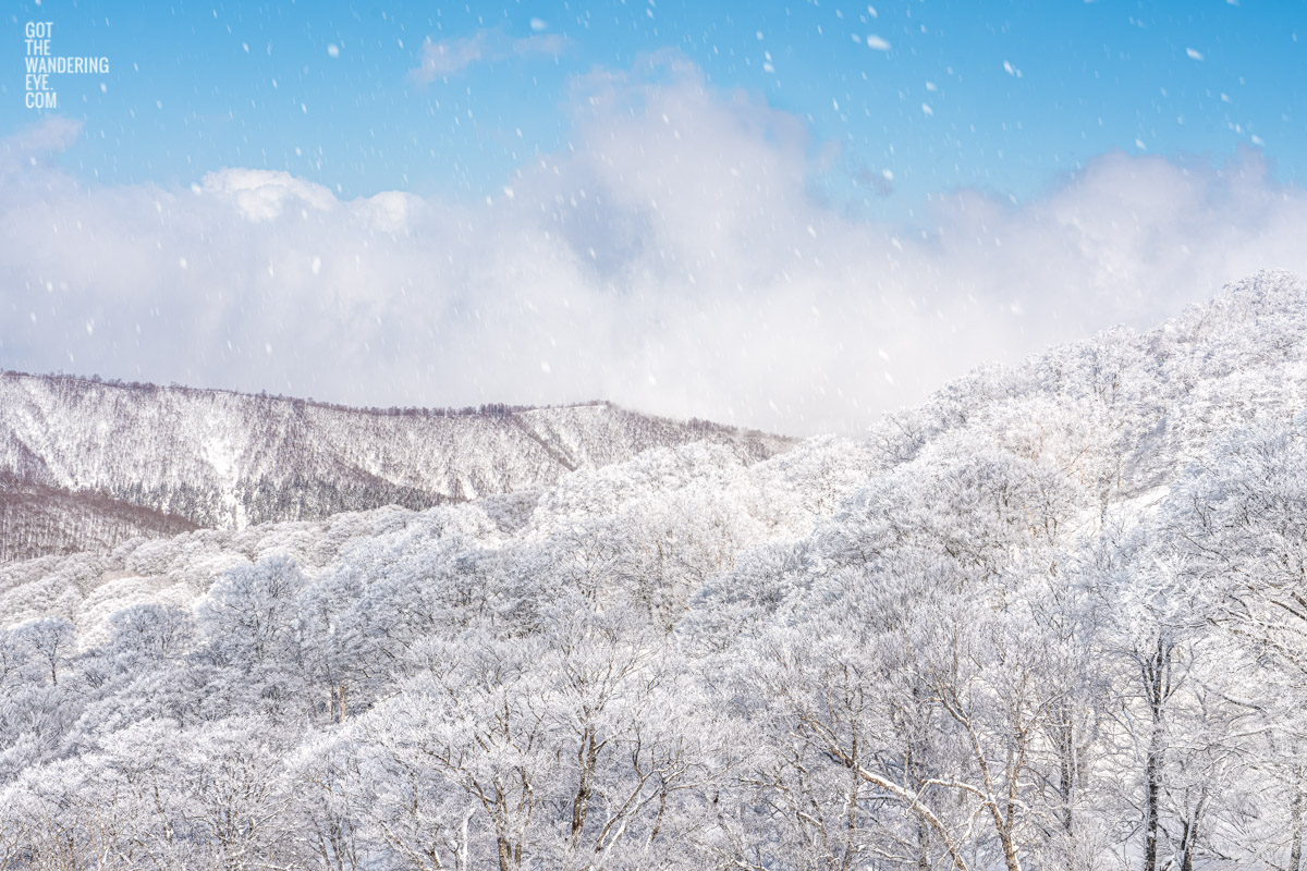 Snowing ontop of Nozawa Onsen Snow resort, Japan. Snowy Trees Winter.