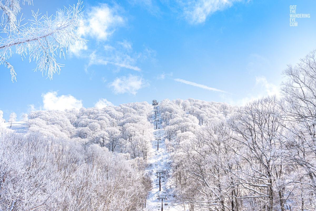 Beautiful blue sky with snow covered trees looking up towards chairlift on Nozaw Onsen Snow Resort, Japan