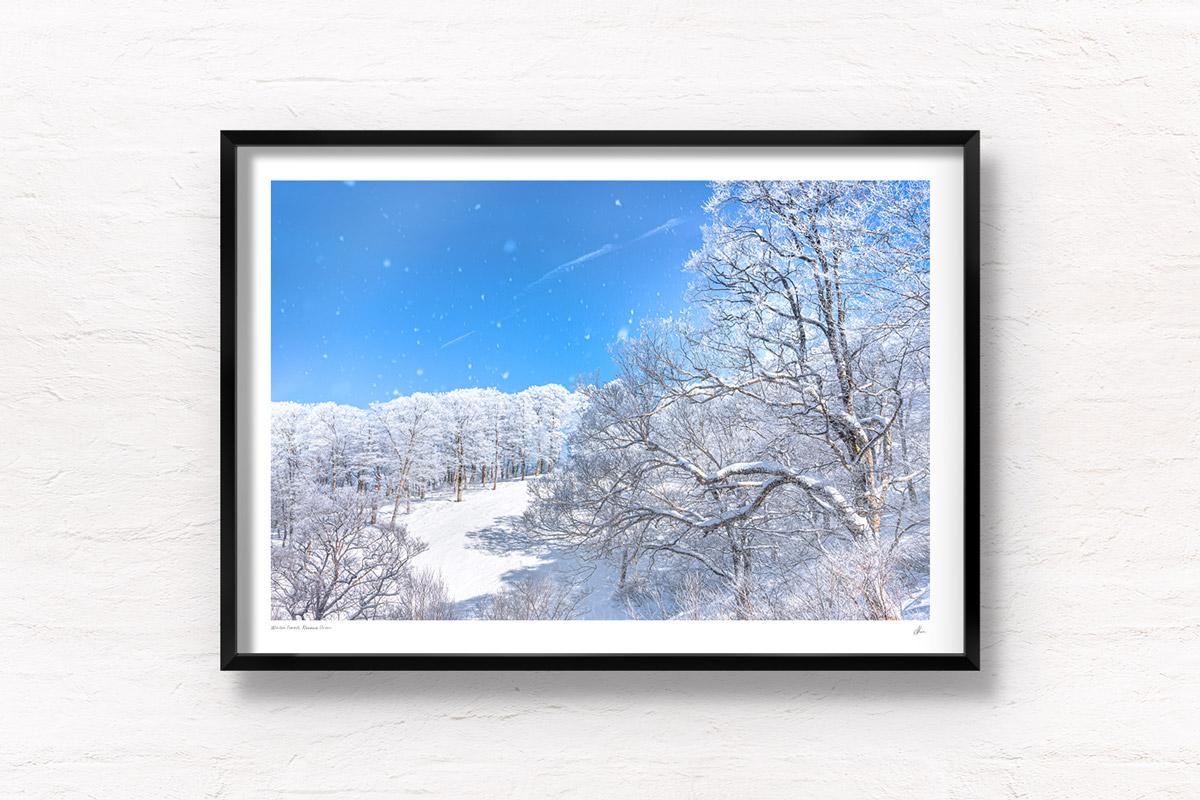 Blue skies and snow covering alpine trees in Nozawa Onsen Snow Resort, Japan