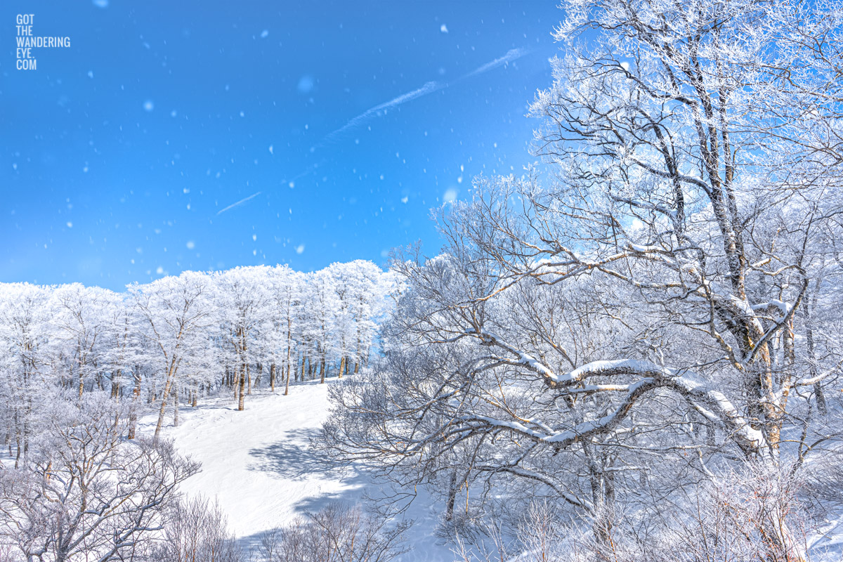 Blue skies and snow covering alpine trees in Nozawa Onsen Snow Resort, Japan