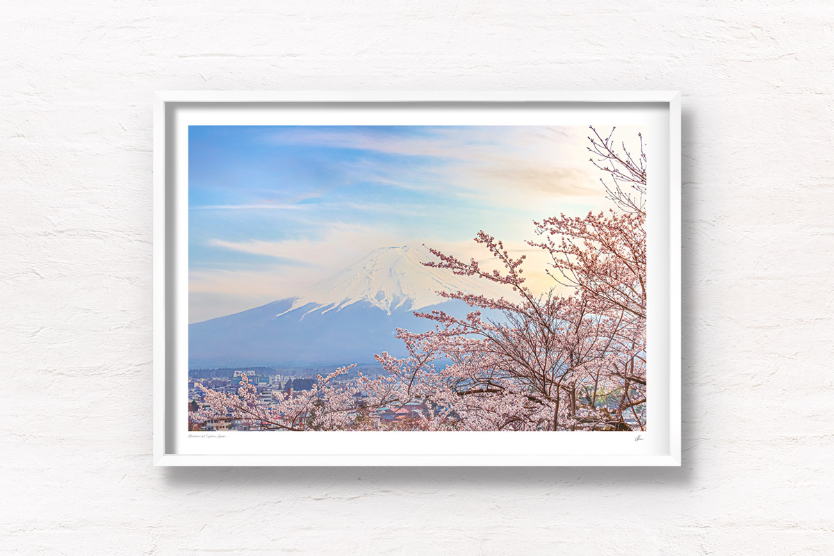 Beautiful late afternoon sunset over Mount Fuji during the spring sakura cherry blossom season in Japan