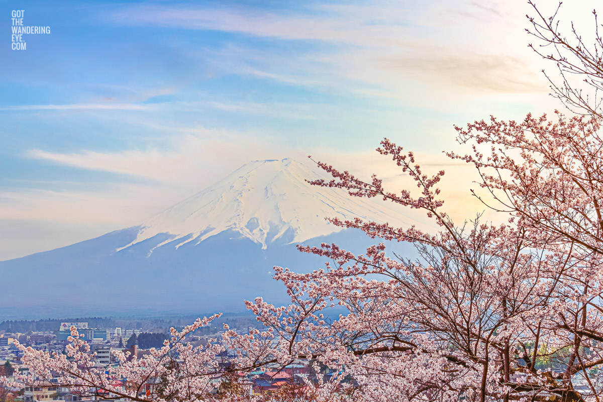 Beautiful late afternoon sunset over Mount Fuji during the spring sakura cherry blossom season in Japan. Cherry Blossoms at Fujiyoshida