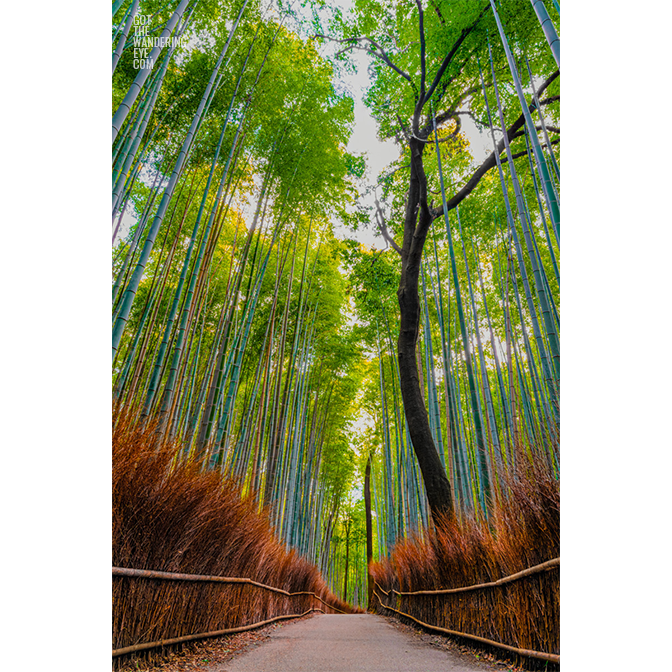 Sanctuary of the Bamboo Forest in Arashiyama, Kyoto, Japan