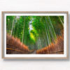 Woman in kimono enters the solitude and sanctuary of the Bamboo Forest in Arashiyama, Kyoto, Japan