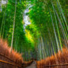 Woman in kimono enters the solitude and sanctuary of the Bamboo Forest in Arashiyama, Kyoto, Japan