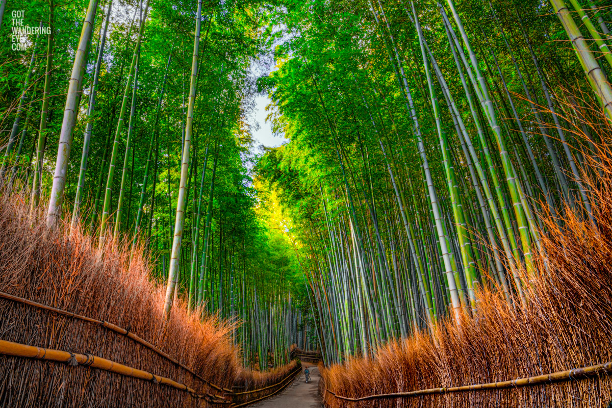 Woman in kimono enters the solitude and sanctuary of the Bamboo Forest in Arashiyama, Kyoto, Japan