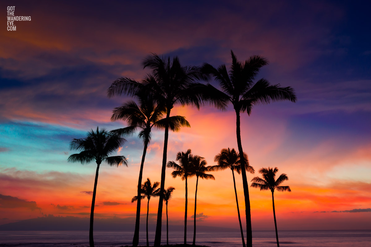 Stunning sunset skies over silhouette palm trees, Maui, Hawaii. Maui Palm Tree Sunset